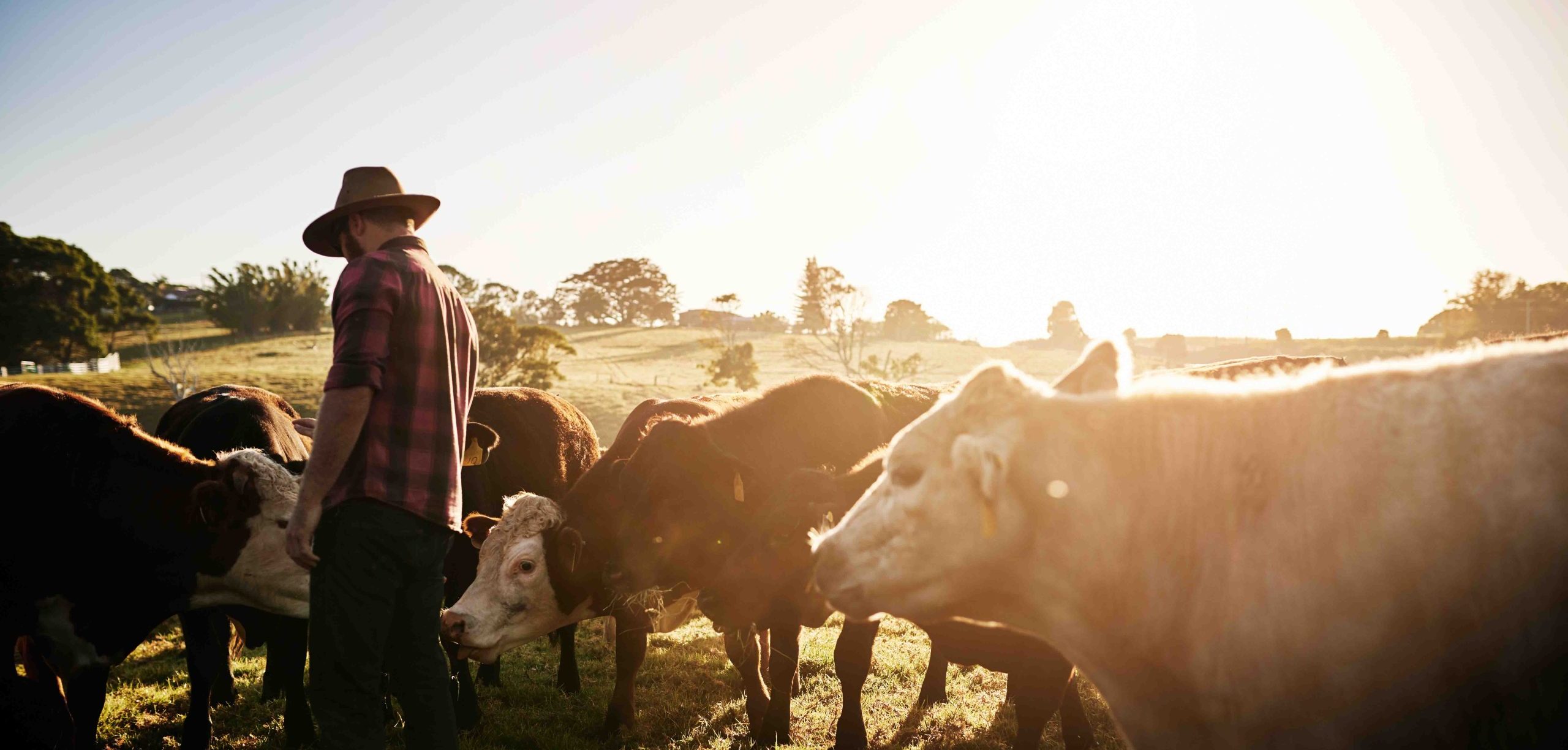 Farmer with cows